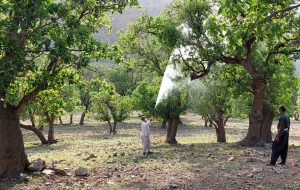 عملیات مبارزه با آفات درختان در ۲۵۰۰ هکتار از سطح جنگلهای شهرستان اندیکا اجرا شد