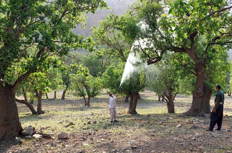 عملیات مبارزه با آفات درختان در ۲۵۰۰ هکتار از سطح جنگلهای شهرستان اندیکا اجرا شد