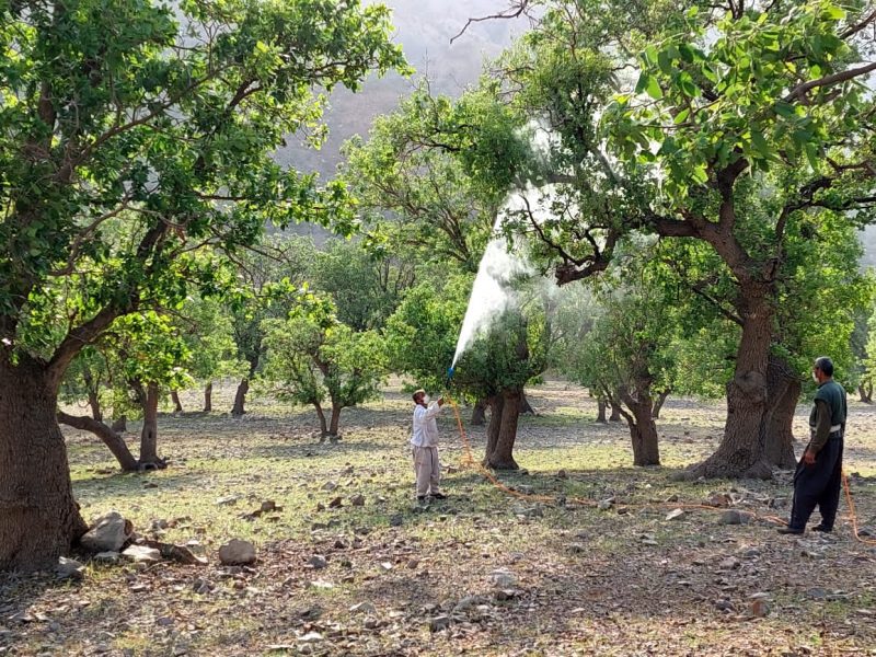 عملیات مبارزه با آفات درختان در ۲۵۰۰ هکتار از سطح جنگلهای شهرستان اندیکا اجرا شد