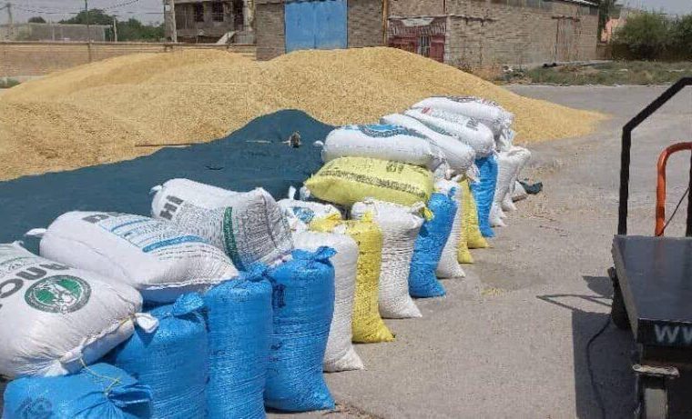 توزیع بیش از  ۵۵۰ تن نهاده دامی در بین عشایر شهرستان لالی به دلیل خشکسالی