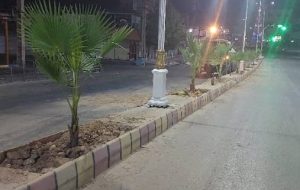 کاشت نخل تزئینی پالم در مسیر بلوار نمره یک به دوراهی بی‌بیان