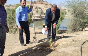 کاشت نهال توسط کارکنان اداره پست مسجدسلیمان در پارک جنگلی تمبی